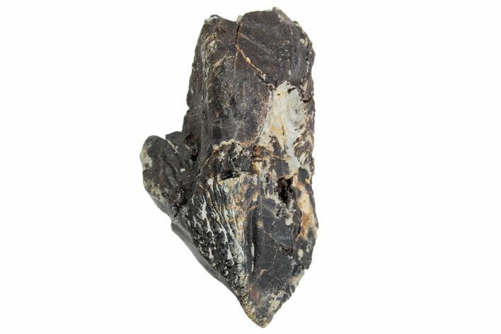 Unworn Triceratops Tooth with Partial Root - Wyoming #356958